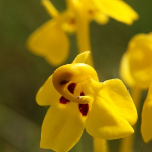 Pedicularis longiflorus var. tubiformis